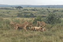 Bầy sư tử cái hợp sức tấn công sư tử đực