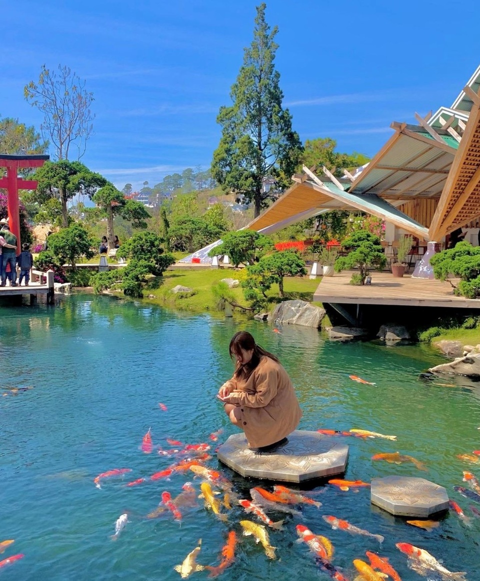 Vừa uống cà phê vừa ngắm cá Koi khủng giữa phố núi Đà Lạt - 2 Vừa uống cà phê vừa ngắm cá Koi khủng giữa phố núi Đà Lạt - 2
