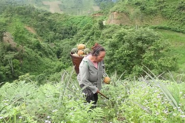 Người dân biên giới vào mùa thu hoạch dứa mật