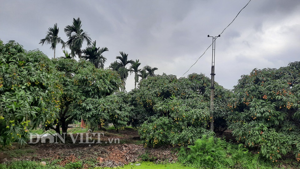 Quảng Ninh: Bội thu vải chín sớm, thương lái kéo về mua nườm nượp, nông dân thu tiền tỷ - 5 Quảng Ninh: Bội thu vải chín sớm, thương lái kéo về mua nườm nượp, nông dân thu tiền tỷ - 5