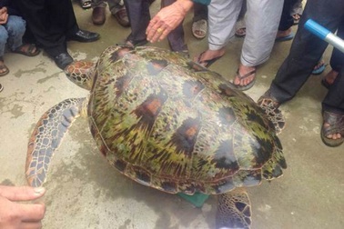 Giải cứu rùa biển 45kg lạc vào đầm phá Huế