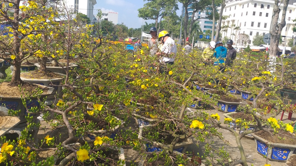 Hoa Tết ngập tràn, khách mua vắng vẻ - 4 Hoa Tết ngập tràn, khách mua vắng vẻ - 4