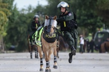 Kỵ binh ngày đêm khổ luyện cho dịp kỷ niệm Ngày Thống nhất đất nước 30/4