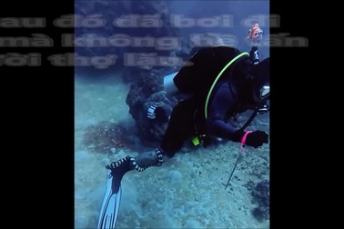 Thợ lặn “điếng người” khi rắn biển cực độc bất ngờ quấn vào chân