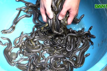 Bể rắn ri voi 8m2 giúp anh thợ hồ kiếm trăm triệu đồng mỗi năm