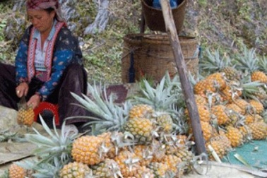 Dứa Mường Chà ngon cỡ nào mà thương lái phải lặn lội 500km tìm mua?