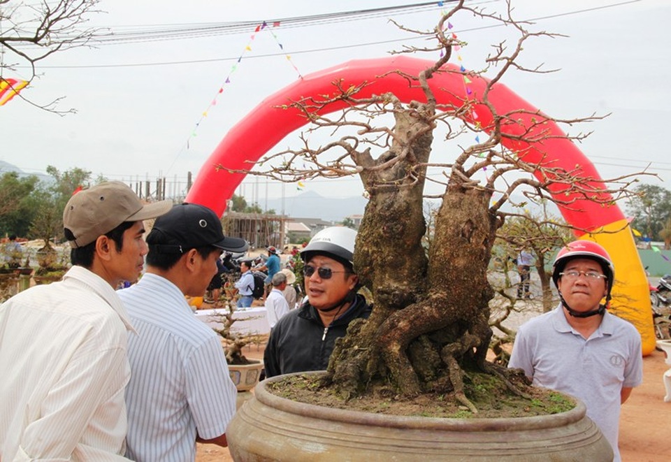 Mãn nhãn với những tuyệt phẩm “đại lão mai” ở Bình Định - 9 Mãn nhãn với những tuyệt phẩm “đại lão mai” ở Bình Định - 9