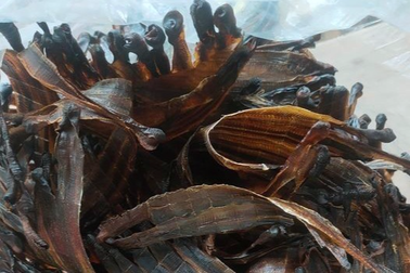 Giun đất có tác dụng gì mà được thương lái ồ ạt thu mua?