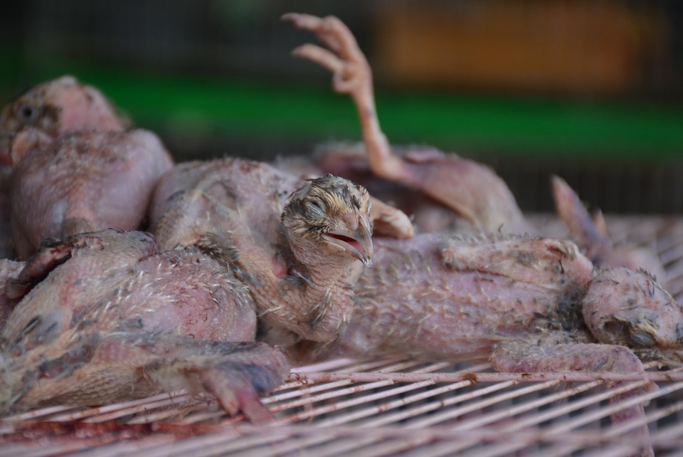 Nhiều tiểu thương chợ động vật hoang dã đóng quầy né đoàn kiểm tra - 5 Nhiều tiểu thương chợ động vật hoang dã đóng quầy né đoàn kiểm tra - 5