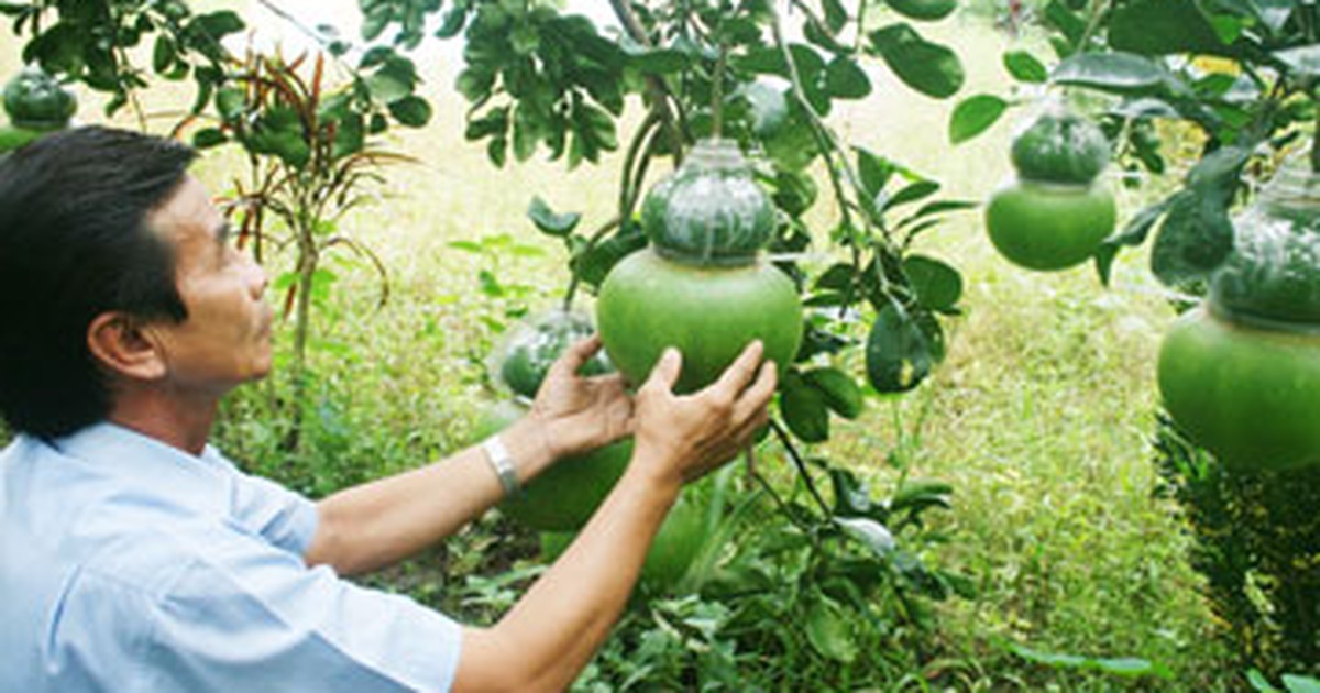Ông Võ Trung Thành kiểm tra trái bưởi hồ lô trên cây năm 2012
