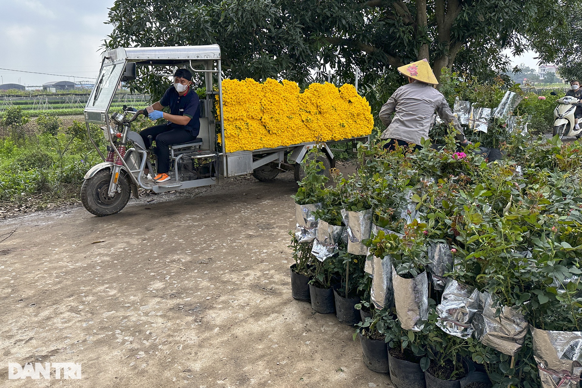 Vùng trồng hoa Mê Linh hối hả vào vụ Tết - 9 Vùng trồng hoa Mê Linh hối hả vào vụ Tết - 9