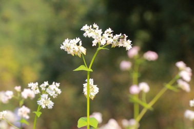 Ngắm hoa tam giác mạch tuyệt đẹp giữa núi rừng Thung Nham