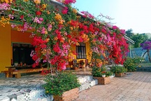 9X cất bằng kỹ sư, về quê làm vườn hoa rộng 2.000m2 ở Đắk Lắk