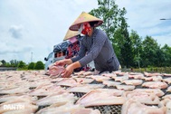 Biến loài cá quen thuộc thành đặc sản, nông dân miền Tây bán ra tận Hà Nội