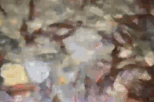 Lao động Việt ở Nhật bất ngờ với "lộc biển", ăn cả tháng không hết