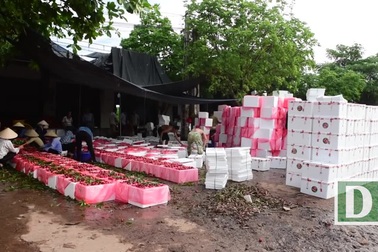 Xem quy trình ướp lạnh đặc sản vải Lục Ngạn