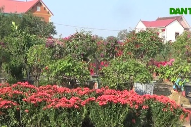 Sôi động thị trường hoa Tết tại Nghệ An