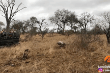 Linh cẩu vô tình cứu lợn rừng thoát khỏi nanh vuốt tử thần của báo đốm