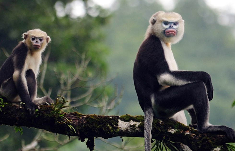 Vì sao không thể tùy tiện nuôi và nhân giống động vật quý, hiếm? - 1 Vì sao không thể tùy tiện nuôi và nhân giống động vật quý, hiếm? - 1