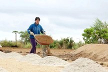 Nông dân Lý Sơn lo khan hiếm cát trồng hành, tỏi