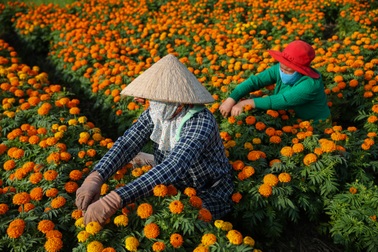 Thủ phủ hoa lớn nhất Bình Dương tất bật ngày giáp Tết