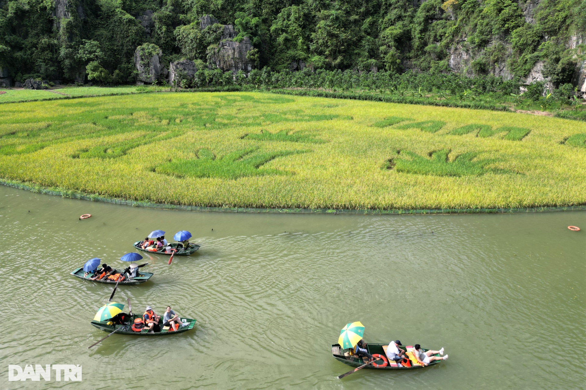 Bức tranh Mục đồng thổi sáo khổng lồ trên cánh đồng lúa đẹp nhất Việt Nam - 3