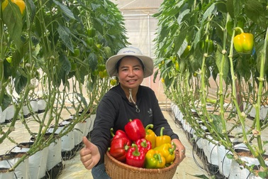 Giải pháp tăng năng suất và chất lượng ớt chuông của nông dân Lâm Đồng