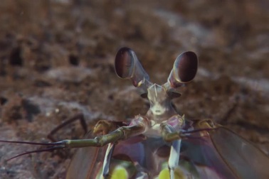 Bạch tuộc đại chiến với loài tôm có cú đấm nhanh như đạn bắt,ai sẽ chiến thắng?