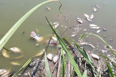 Cá gần khu công nghiệp chết bất thường, bốc mùi hôi thối