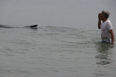 Cá lớn mắc cạn, bơi dọc bờ biển Đà Nẵng