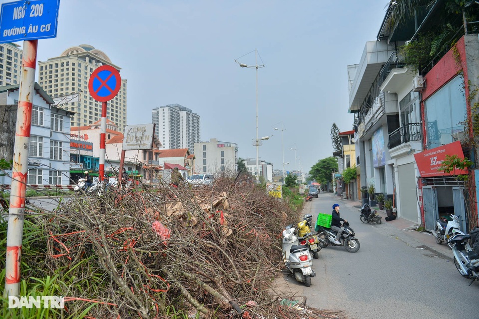 Cành hoa lê giá cả triệu đồng, hết sốt trở thành củi khô - 7