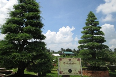 Cặp me kiểng 150 tuổi cổ nhất Việt Nam