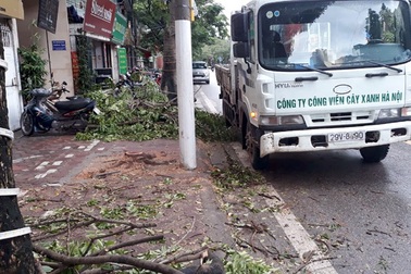 Hà Nội: Lợi dụng mưa bão, “sưa tặc” tái xuất