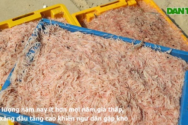 Ngư dân Quảng Nam vào mùa ruốc biển