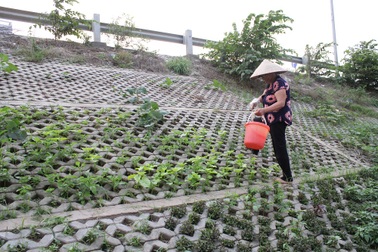 Vườn rau xanh độc đáo trong... hốc bê tông ngay giữa Hà Nội