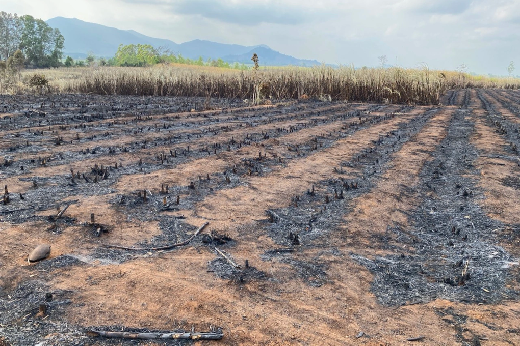 Gia-Lai_mia-chay-cua-nguoi-dan_Chi-Anh.jpeg Gia-Lai_mia-chay-cua-nguoi-dan_Chi-Anh.jpeg