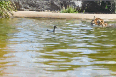 Chết cười với cảnh hổ bất lực trước sự “trêu ngươi” của vịt