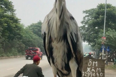 “Tham nhũng vặt”: Cần truy trách nhiệm từ chính quyền địa phương