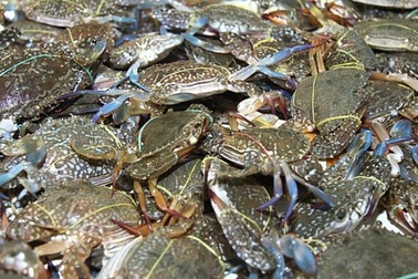 Lại phát hiện mẫu cá, ghẹ tại Hà Tĩnh nhiễm phenol, xyanua