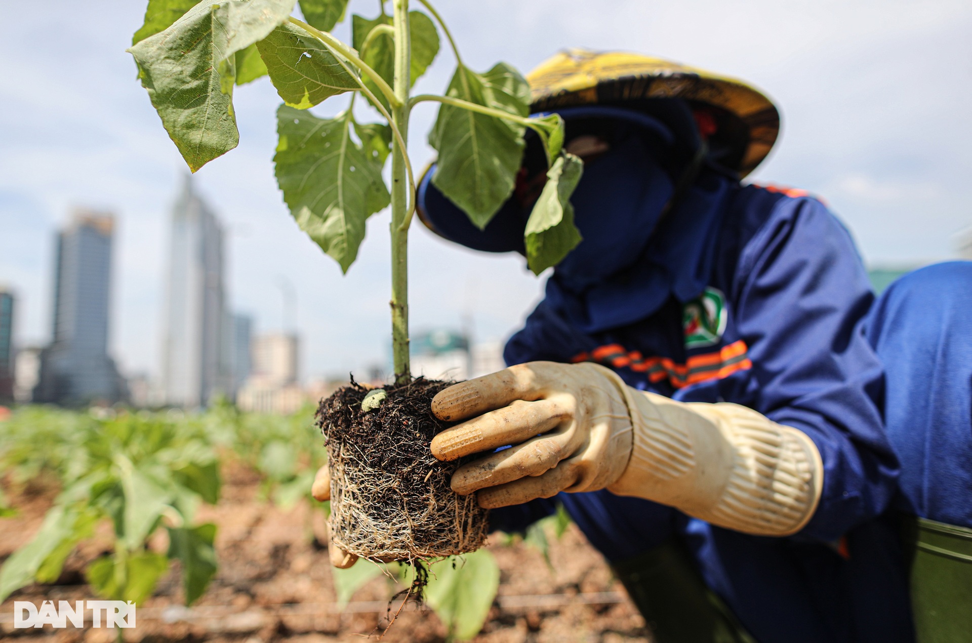 Tất bật trồng 15.000 cây hướng dương ở bờ sông Sài Gòn - 6 Tất bật trồng 15.000 cây hướng dương ở bờ sông Sài Gòn - 6