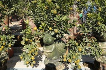 Hà Nội: "Chuột vàng cõng quất cảnh" giá bạc triệu chuẩn bị đón Tết