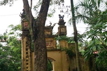 Rao bán cây sưa cổ thụ 50 tỷ đồng để trùng tu di tích