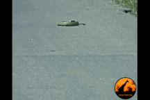 Kinh ngạc với điệu nhảy "hành xác" đầy khó hiểu của rắn