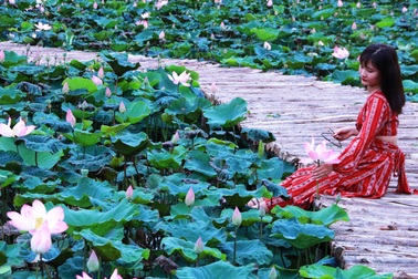 Đầm sen Nhật “bung lụa” giữa trời thu trở thành điểm "check-in" mê hoặc