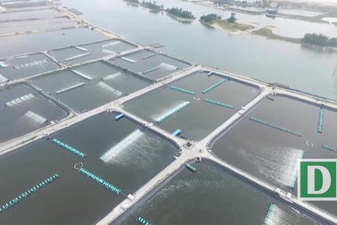 Phú Yên: Làm hồ nuôi tôm kiên cố trên đất, rừng phòng hộ