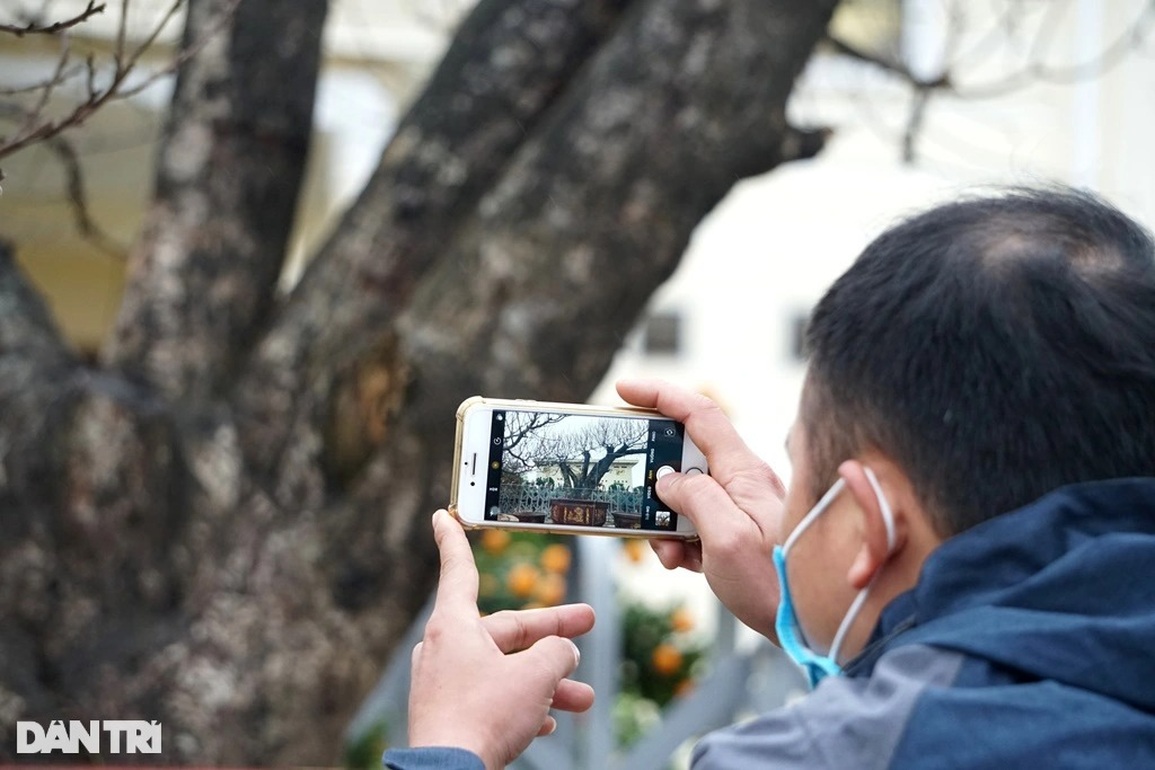 Đào khủng cổ thụ bàn tay lộc, hét giá trăm triệu đồng ở Thanh Hóa - 6 Đào khủng cổ thụ bàn tay lộc, hét giá trăm triệu đồng ở Thanh Hóa - 6