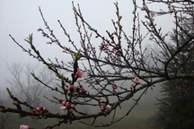 Đào rừng bung lộc sau rét: Dân Sa Pa “trúng đậm”