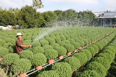 Mới vào vụ, hoa Tết đã lo mất mùa, mất giá