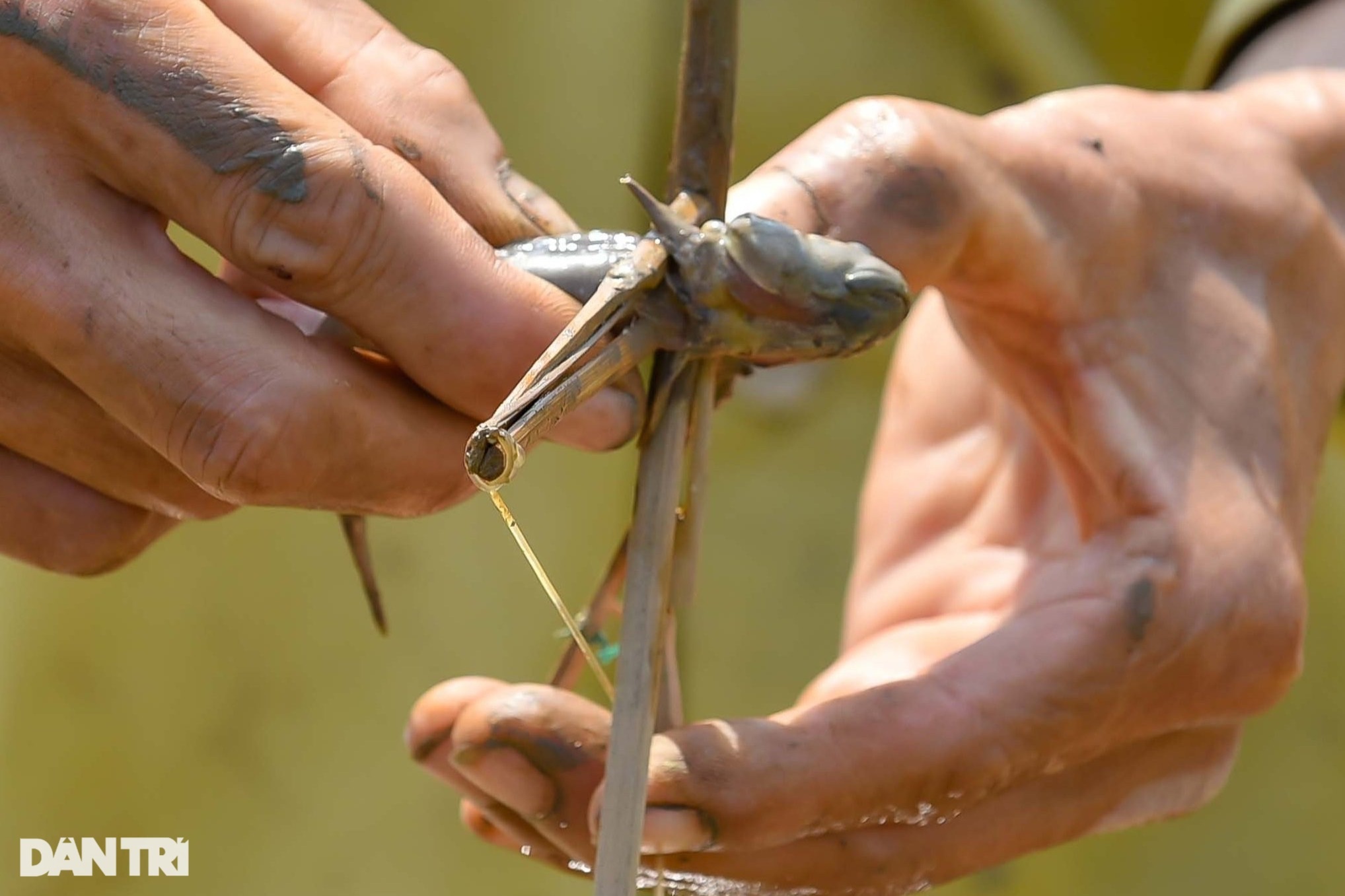 Săn loài cá biết leo cây, ngư dân kiếm nửa triệu đồng mỗi ngày - 4 Săn loài cá biết leo cây, ngư dân kiếm nửa triệu đồng mỗi ngày - 4