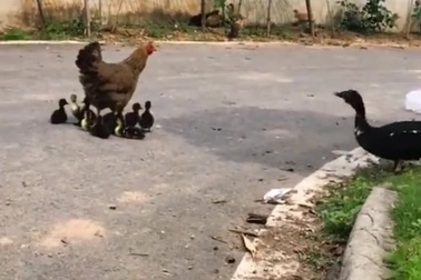 Hy hữu hình ảnh đàn vịt con nhận gà… làm mẹ
